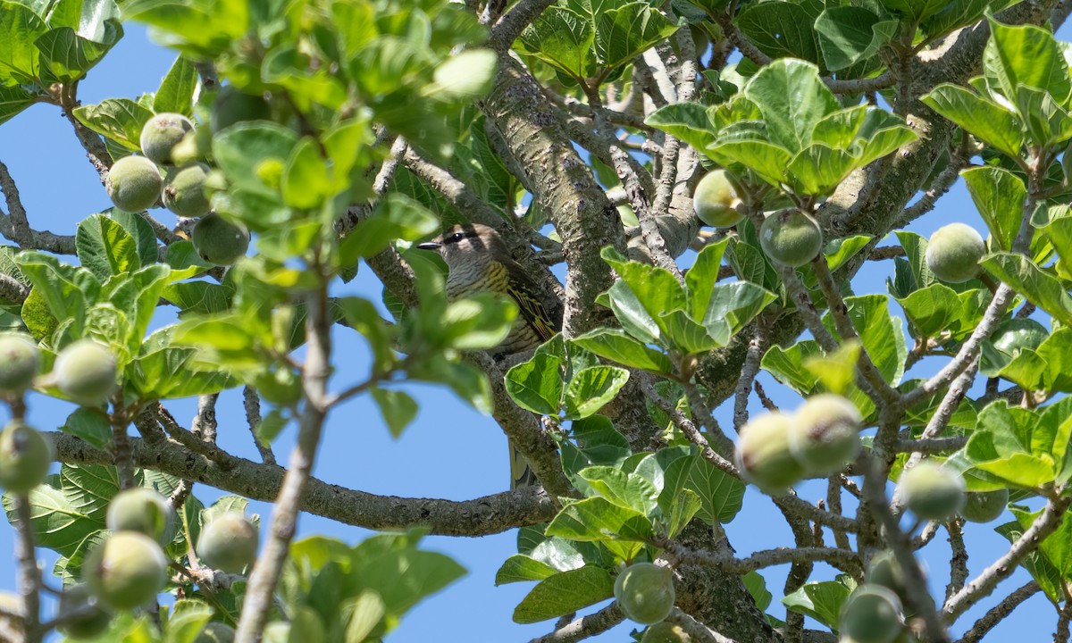 Red-shouldered Cuckooshrike - ML644125778