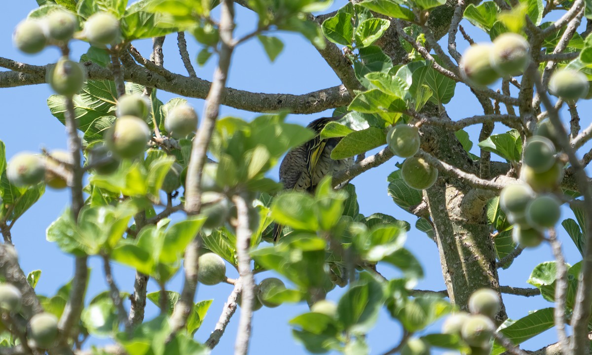 Red-shouldered Cuckooshrike - ML644125779