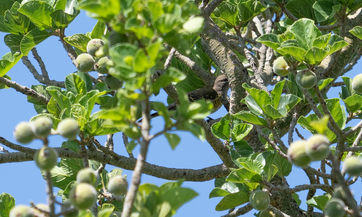 Red-shouldered Cuckooshrike - ML644125780
