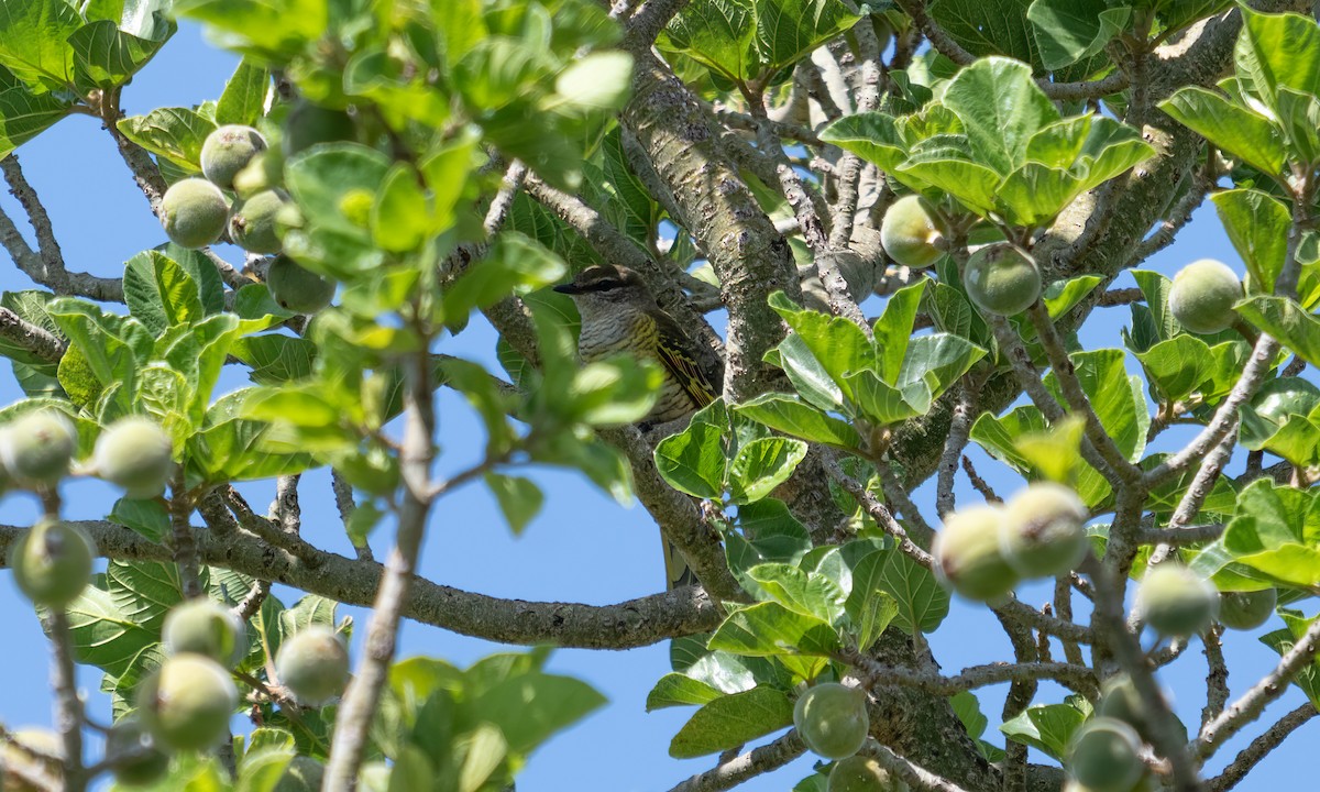 Red-shouldered Cuckooshrike - ML644125781
