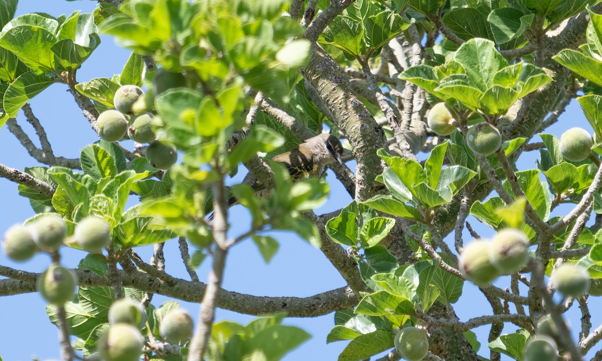 Red-shouldered Cuckooshrike - ML644125782