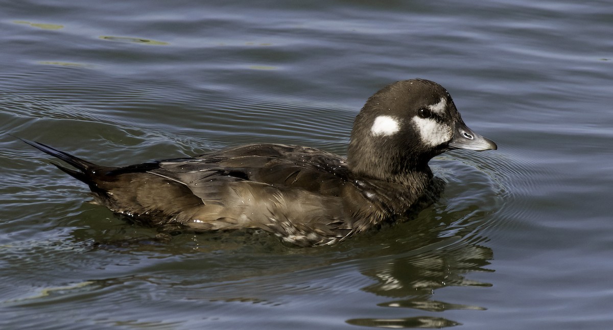 Harlequin Duck - ML644125801