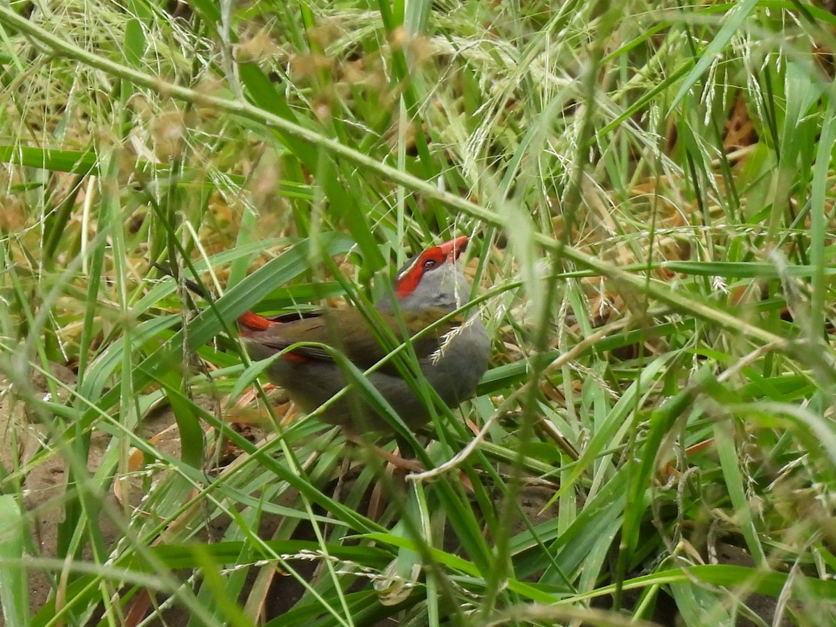 Red-browed Firetail - ML644125802