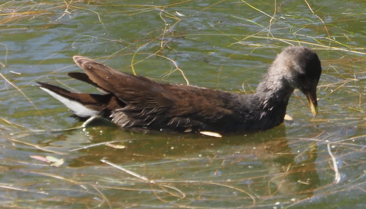 Gallinule d'Amérique - ML644125817