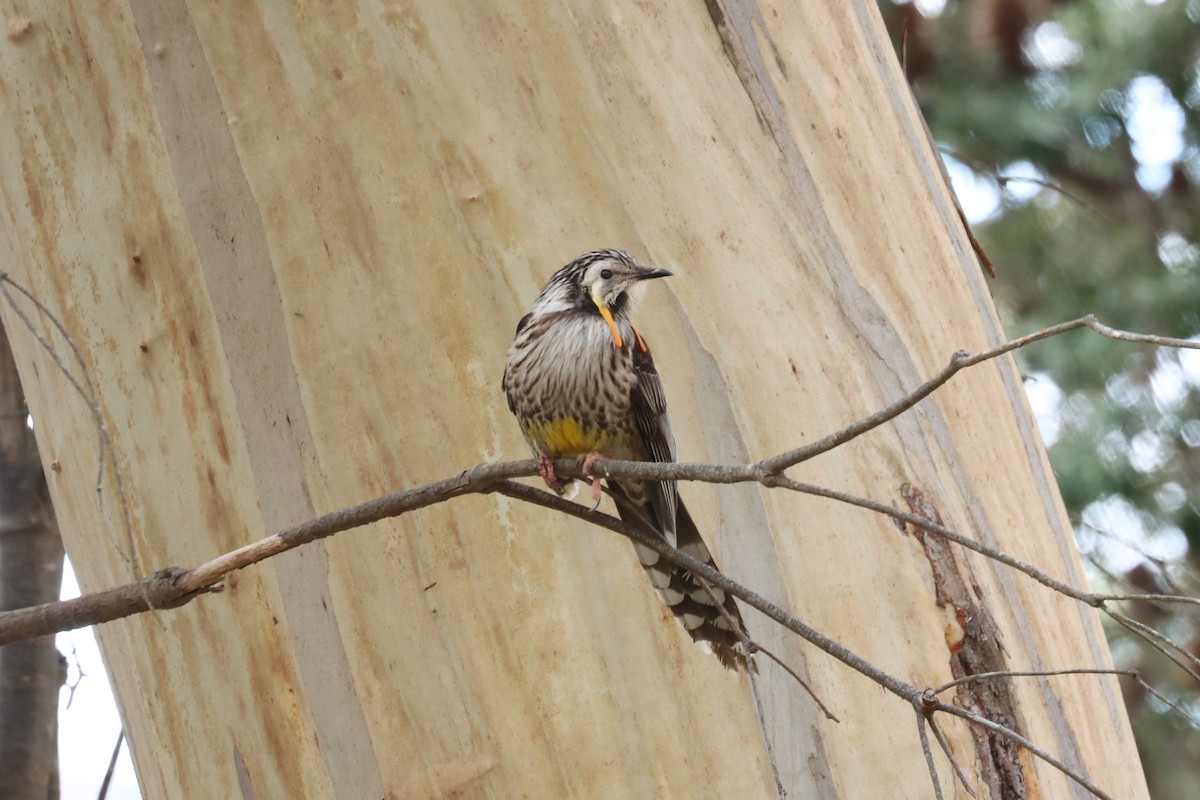 Yellow Wattlebird - ML644125823