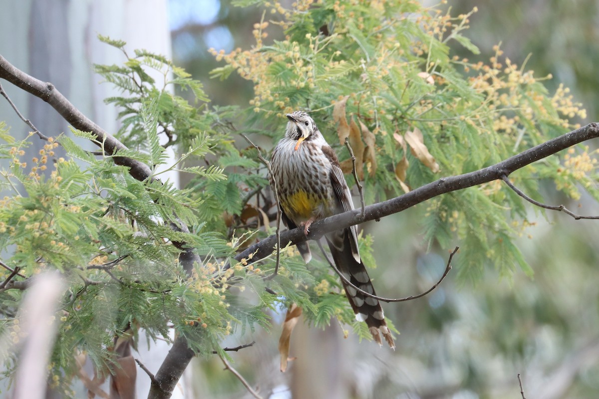 Yellow Wattlebird - ML644125824