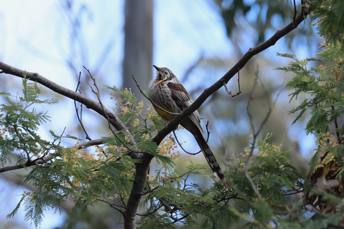 Yellow Wattlebird - ML644125825