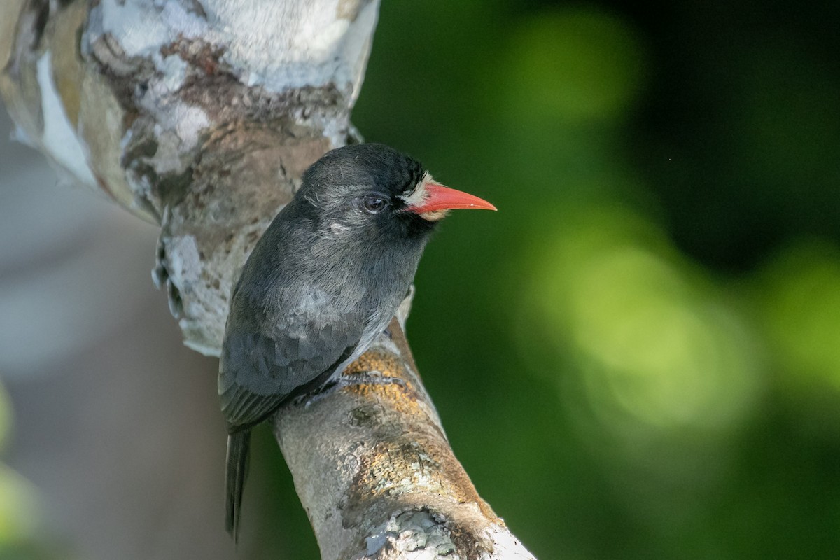 White-fronted Nunbird (White-fronted) - ML644125842