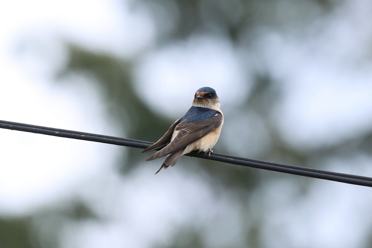 Tree Martin - ML644125855