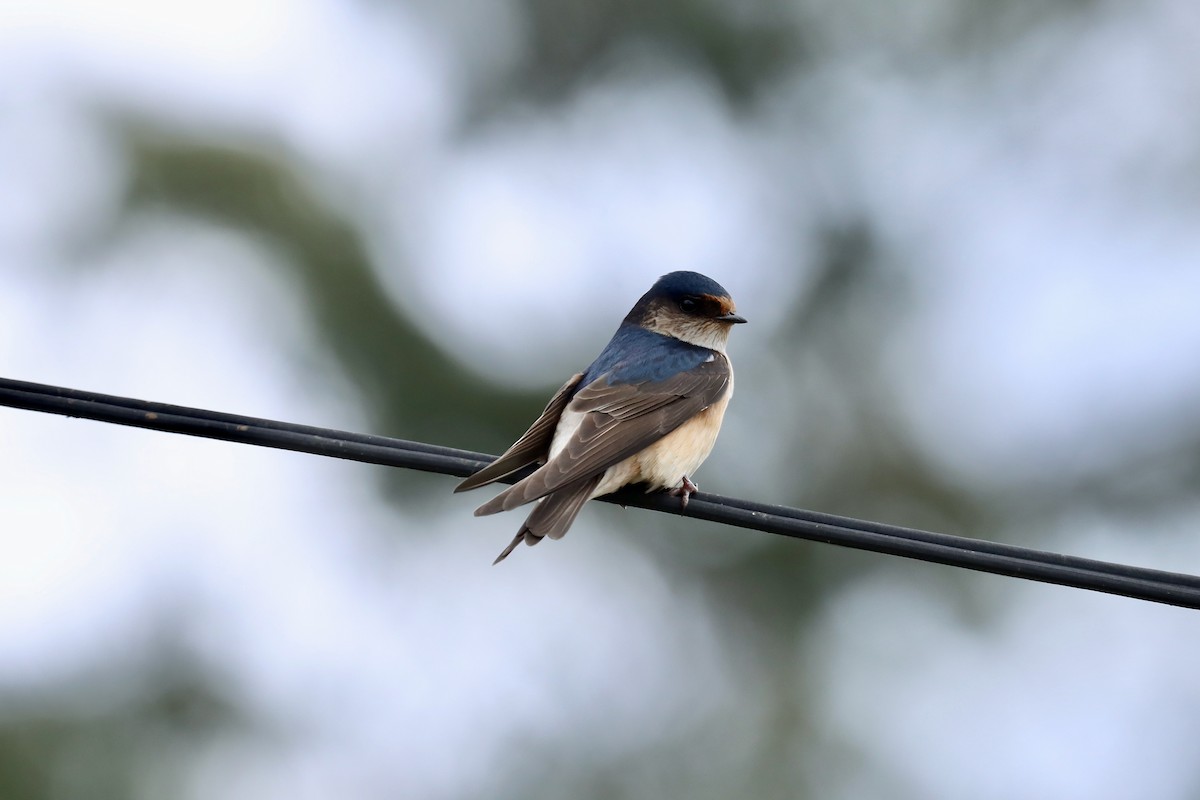 Tree Martin - ML644125856