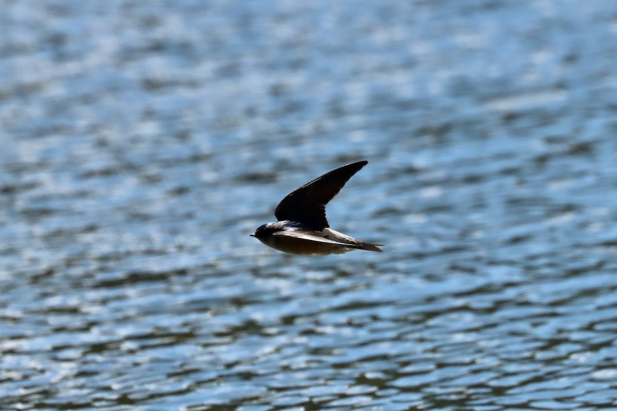 Tree Martin - ML644125857