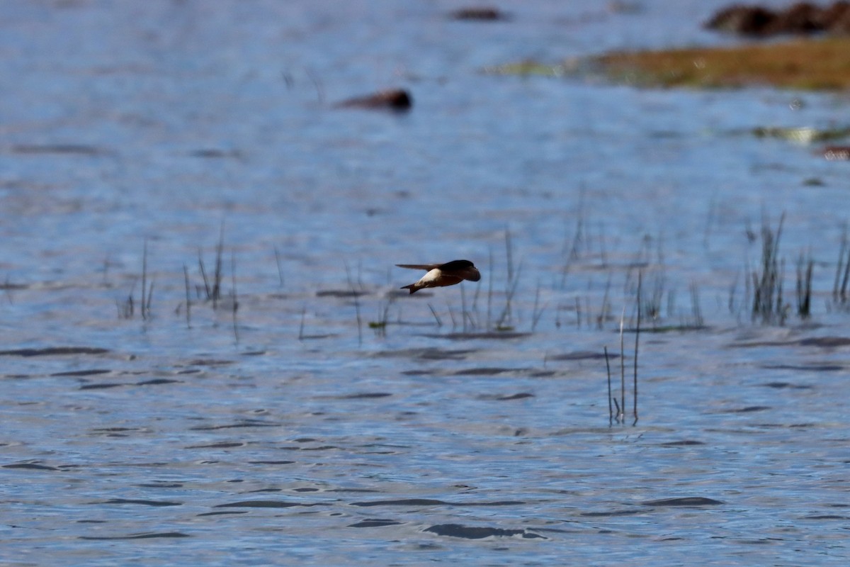 Tree Martin - ML644125858