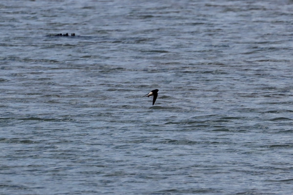 Tree Martin - ML644125859