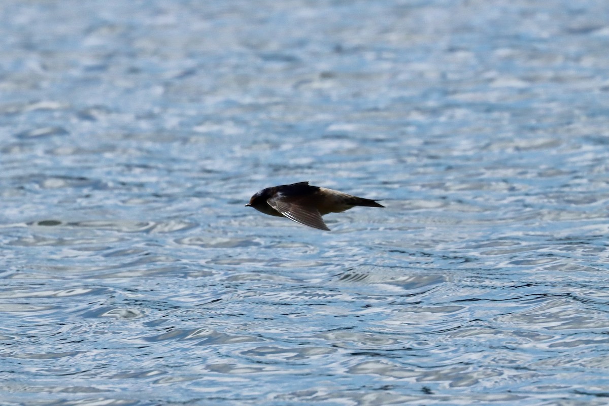 Tree Martin - ML644125860