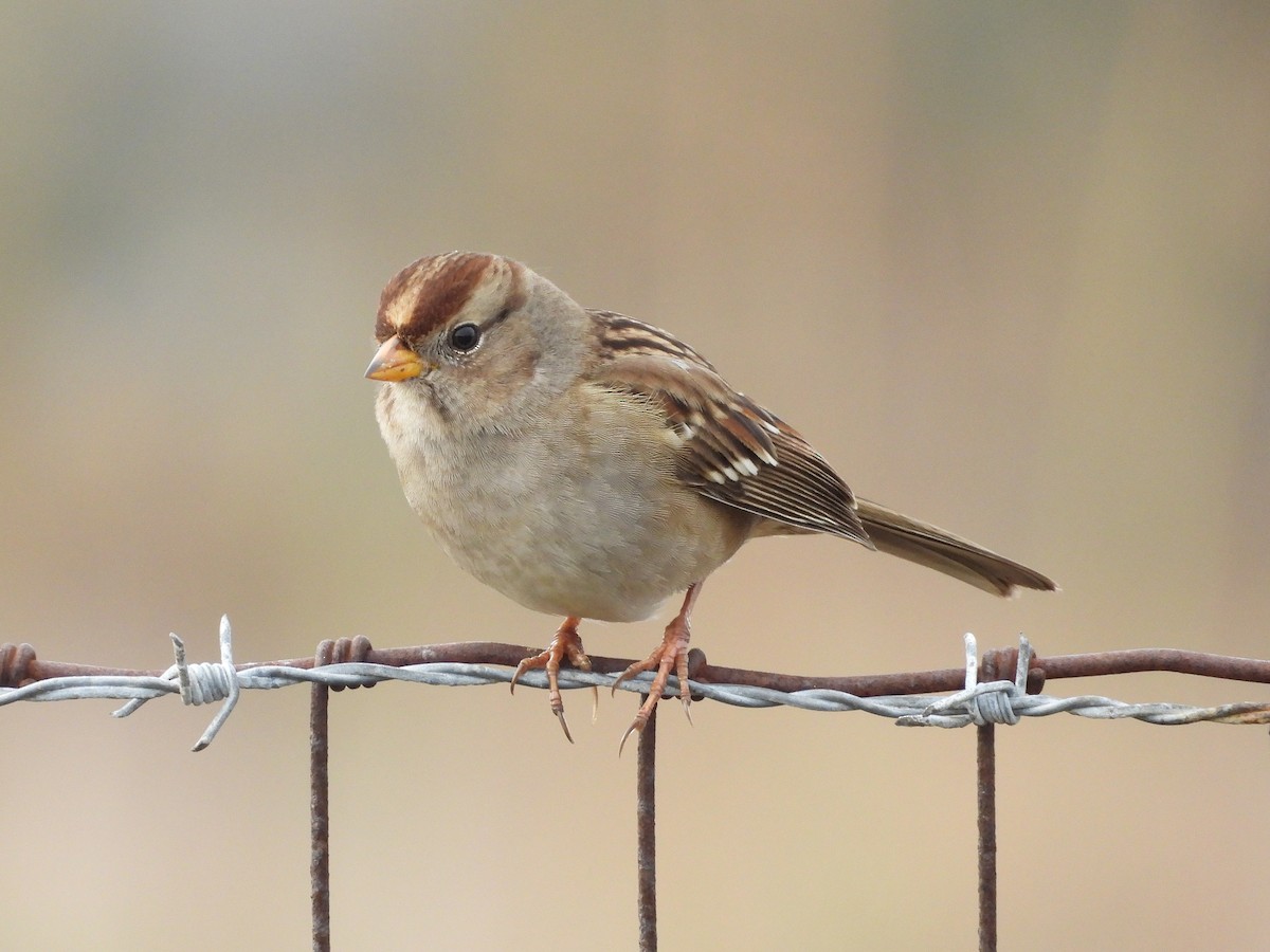 White-crowned Sparrow - ML644125862