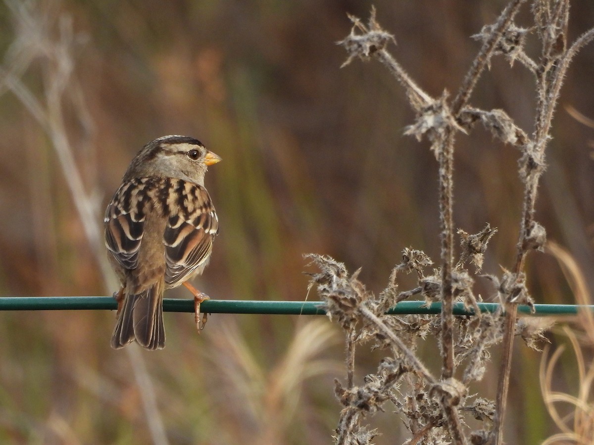White-crowned Sparrow - ML644125869