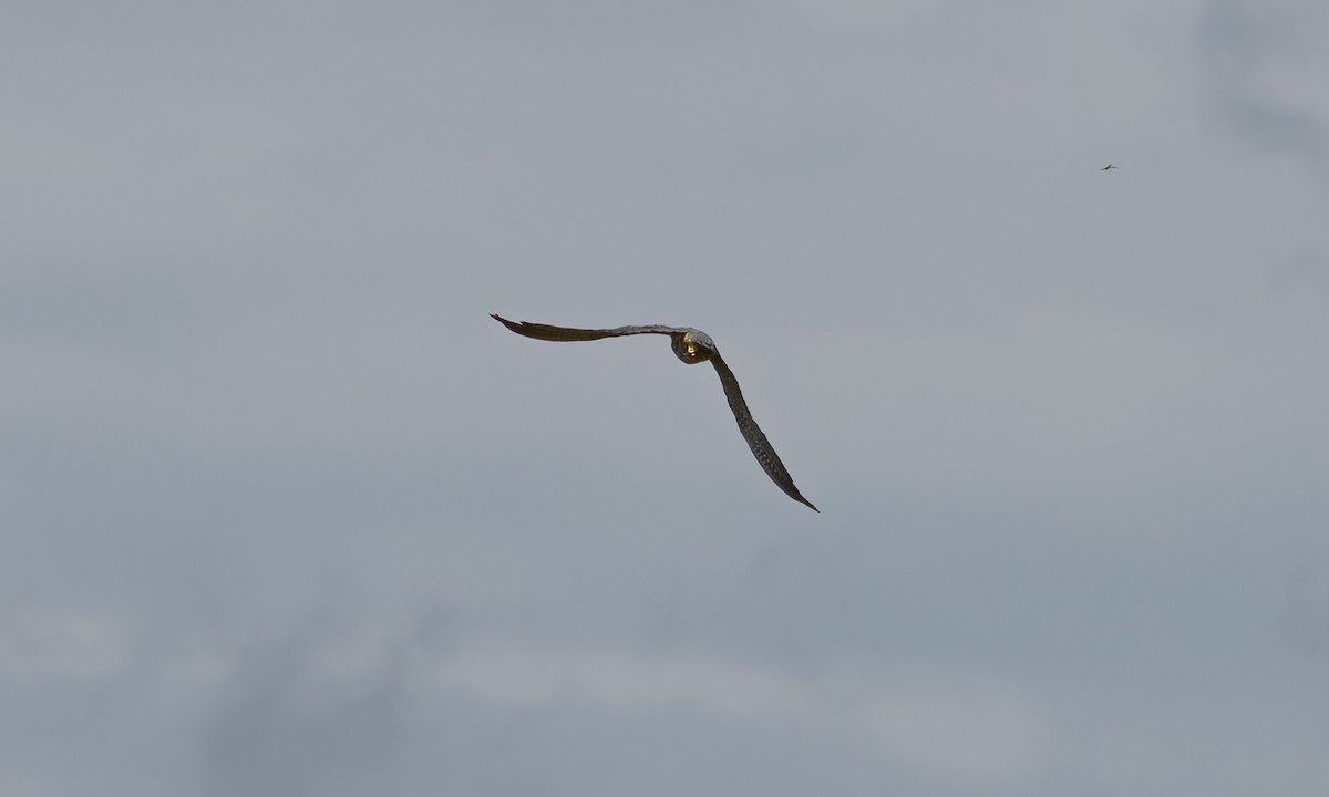 Eurasian Hobby - ML644125874