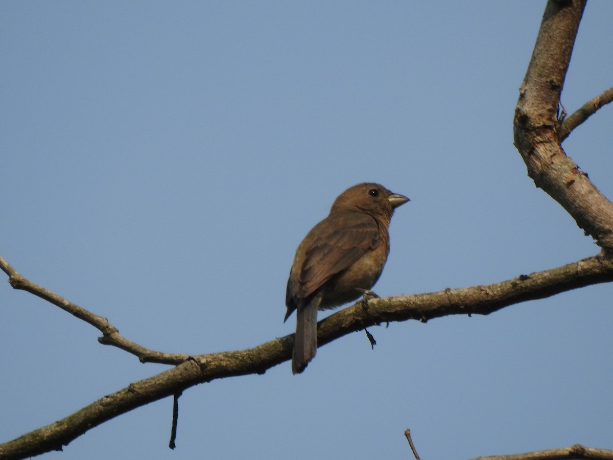 Indigo Bunting - ML644125904