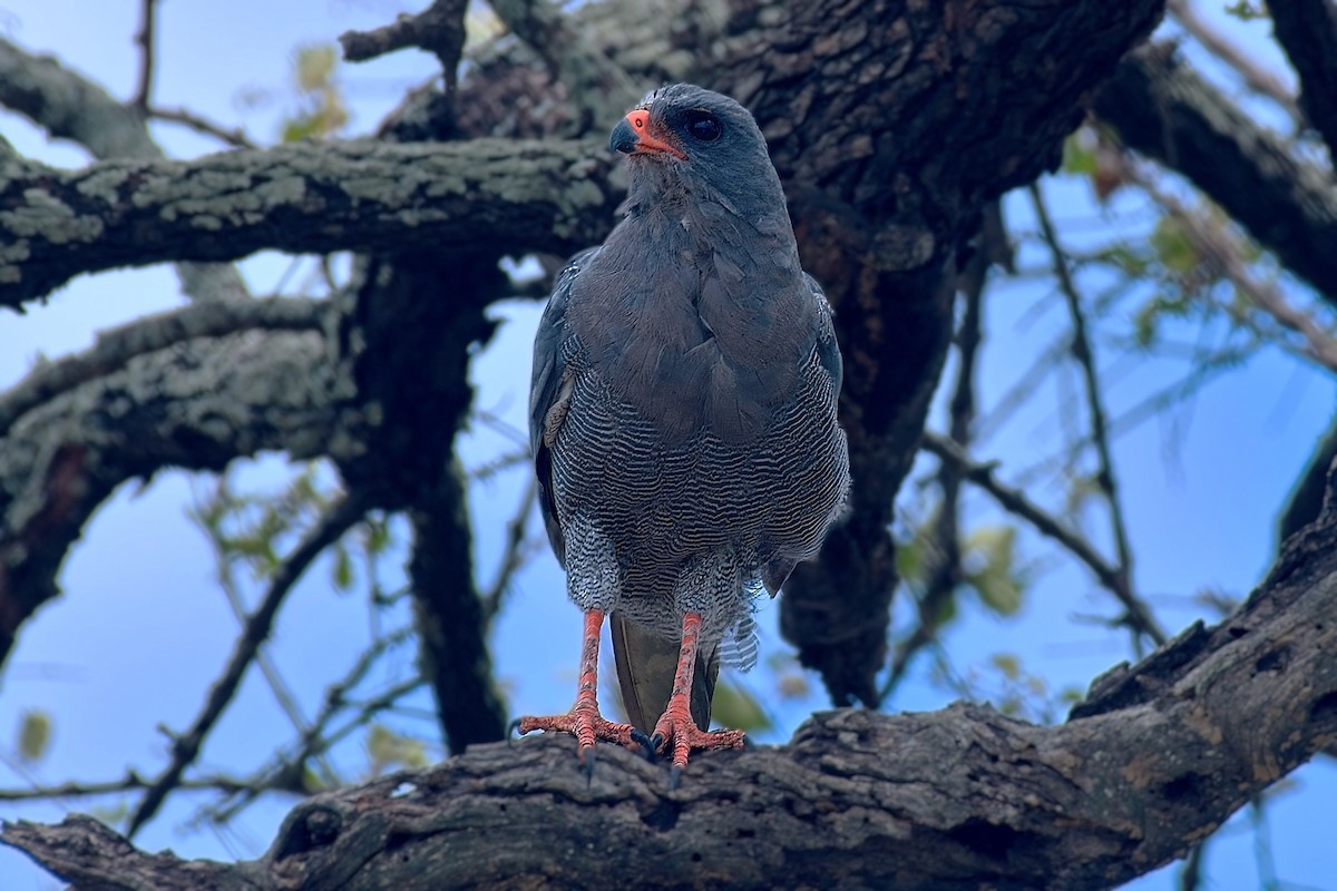 Dark Chanting-Goshawk - ML644125908