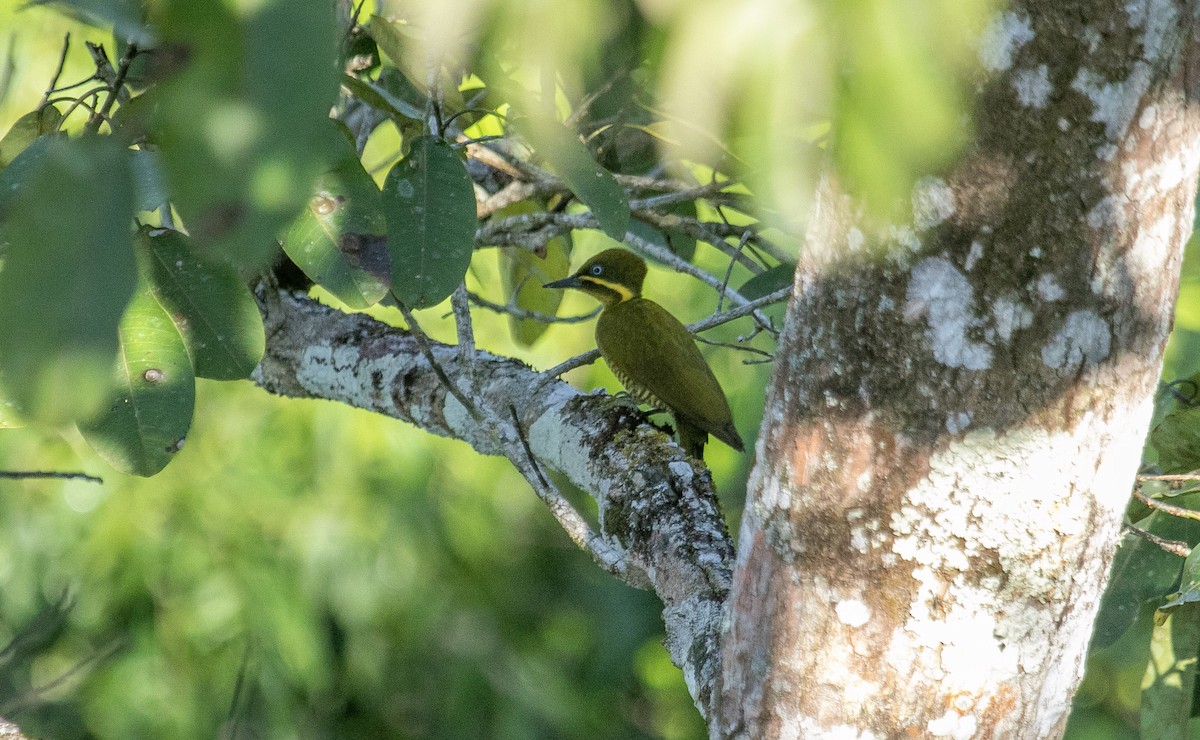 モリゲラ - ML644125910