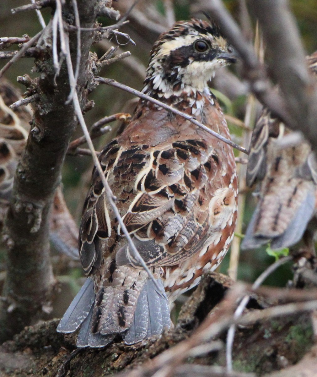 Northern Bobwhite - ML644125919