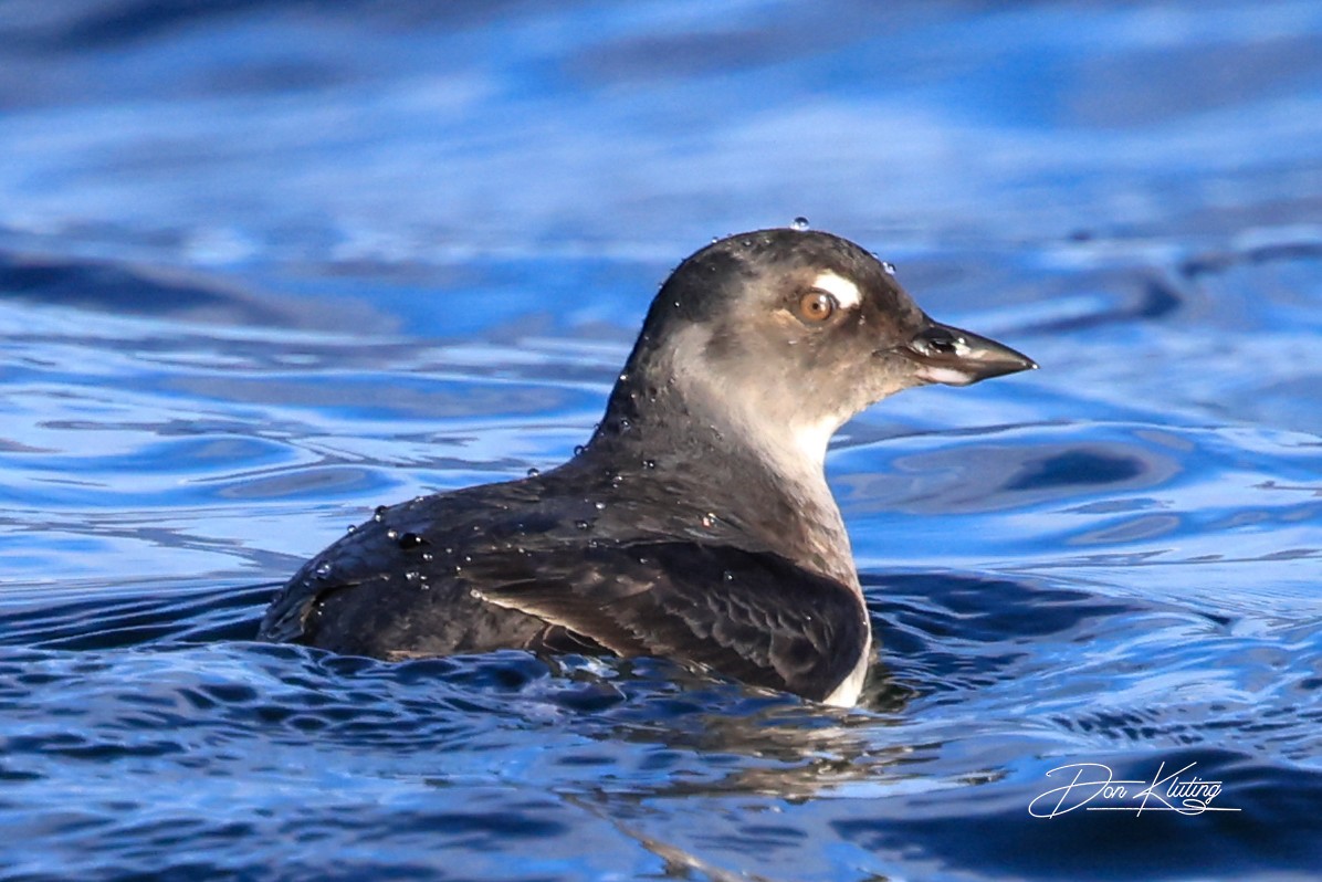 Cassin's Auklet - ML644125921