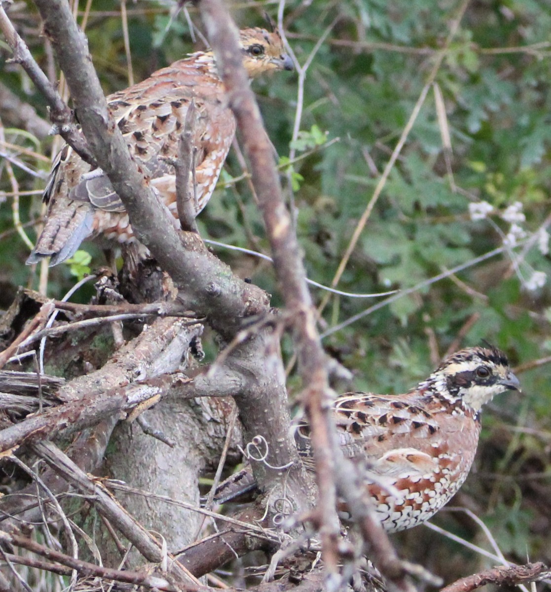 Northern Bobwhite - ML644125922