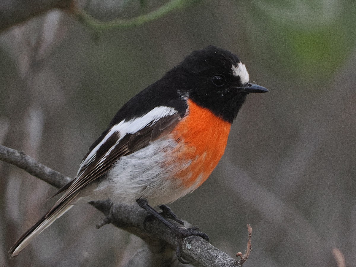 サンショクヒタキ - ML644125924