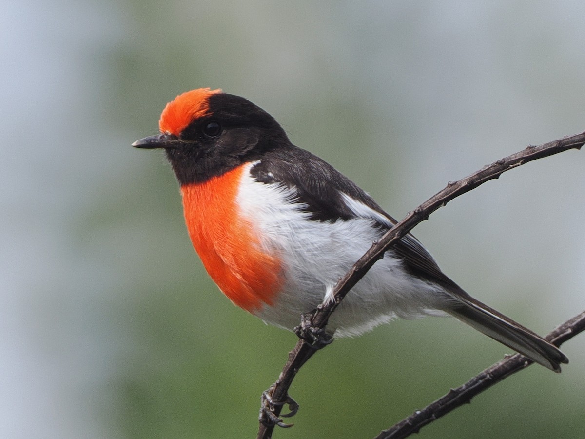 Red-capped Robin - ML644125925