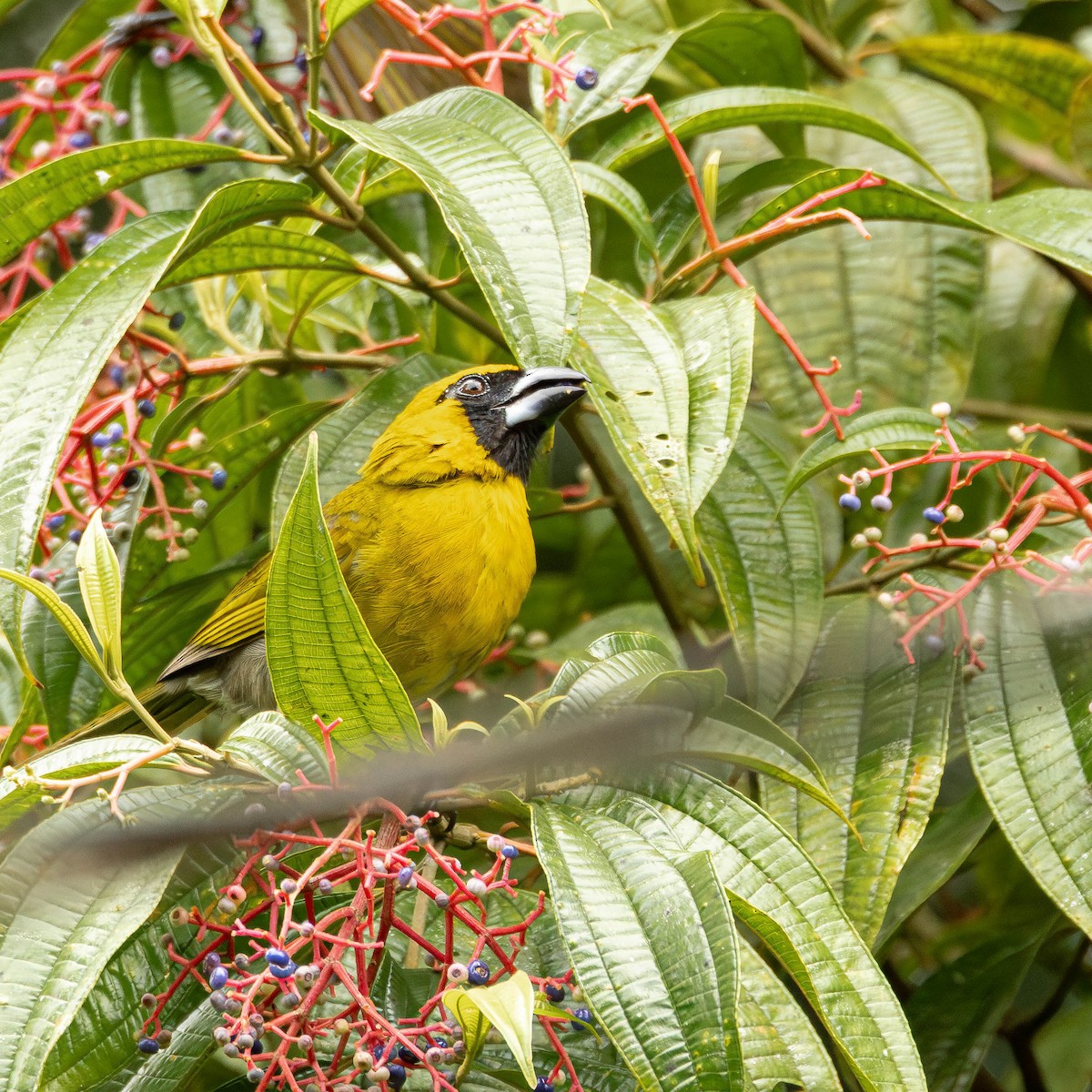 シロハラキミドリイカル - ML644125927