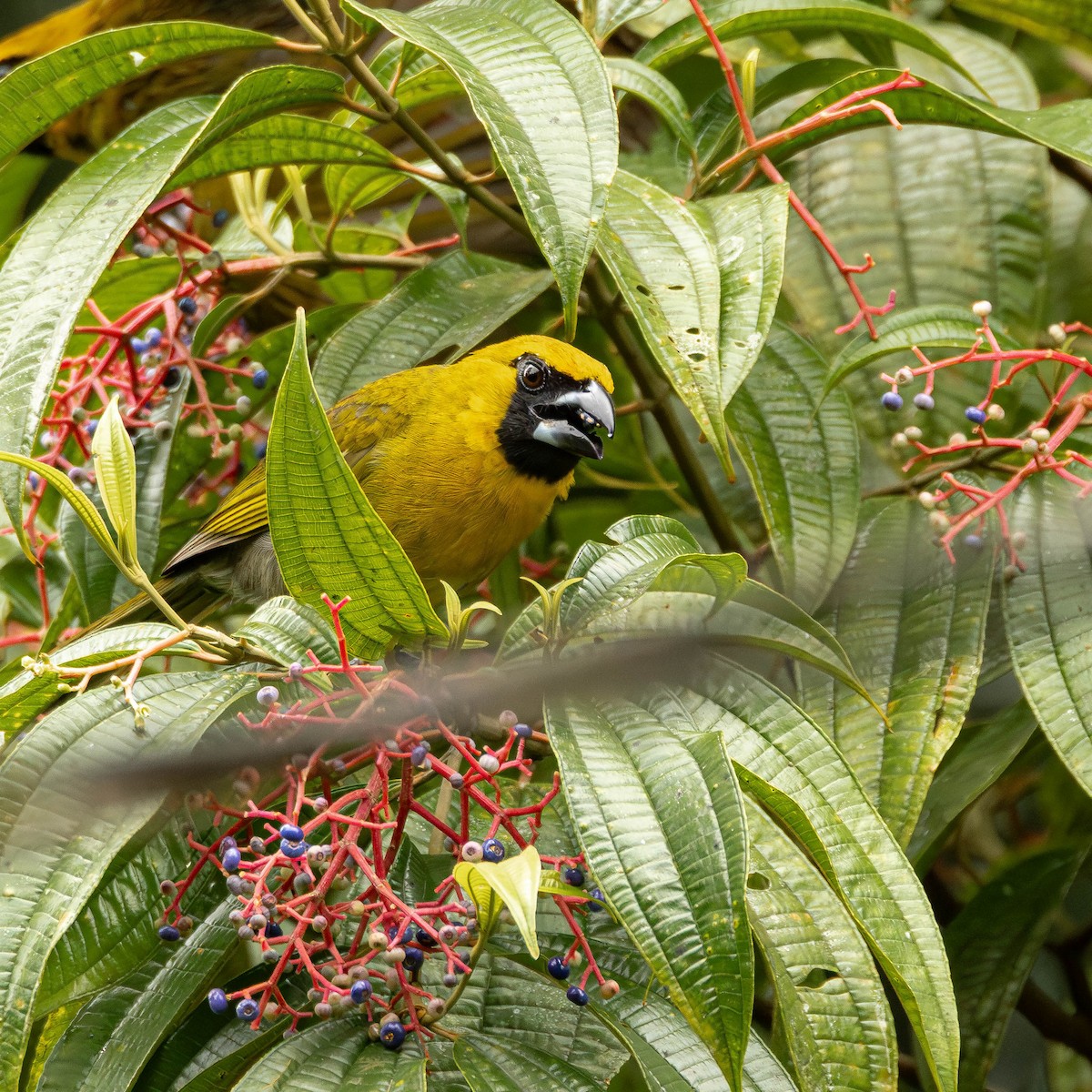 シロハラキミドリイカル - ML644125928