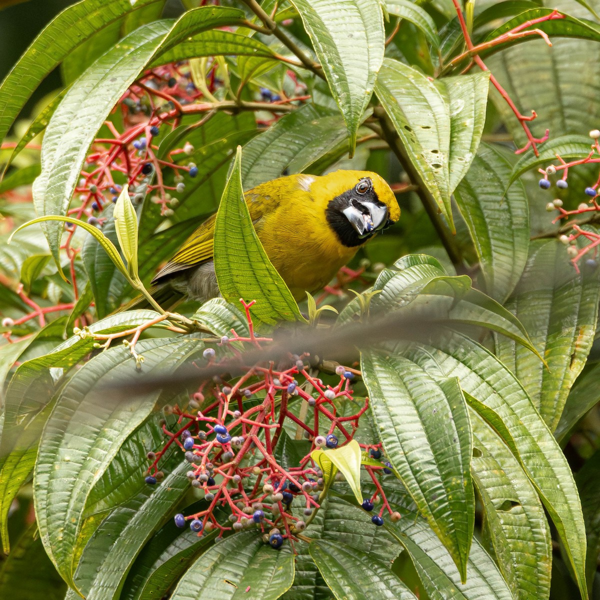 シロハラキミドリイカル - ML644125929