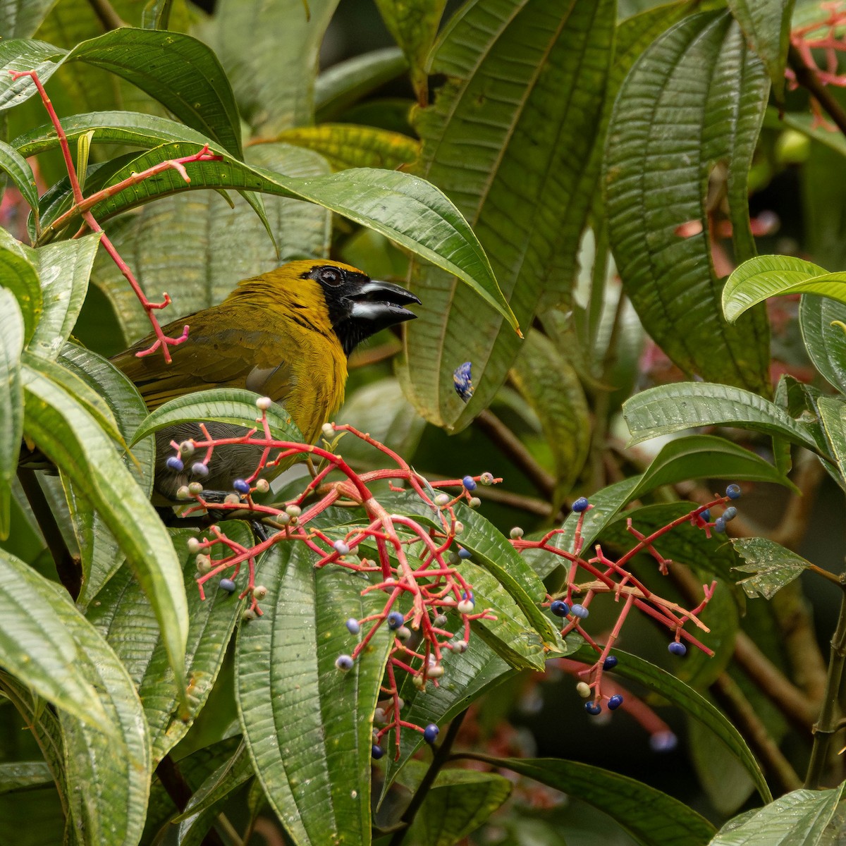 シロハラキミドリイカル - ML644125930