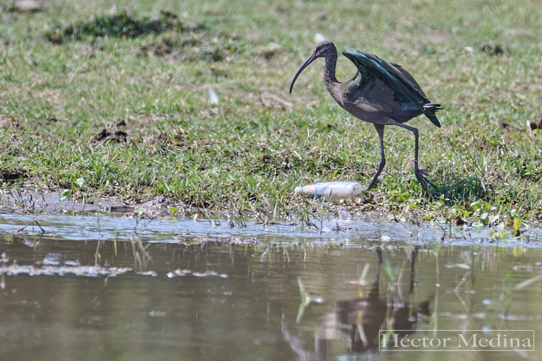 White-faced Ibis - ML644125932
