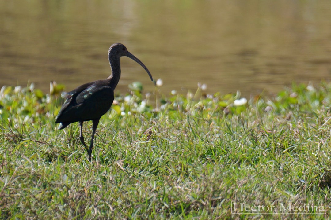White-faced Ibis - ML644125933