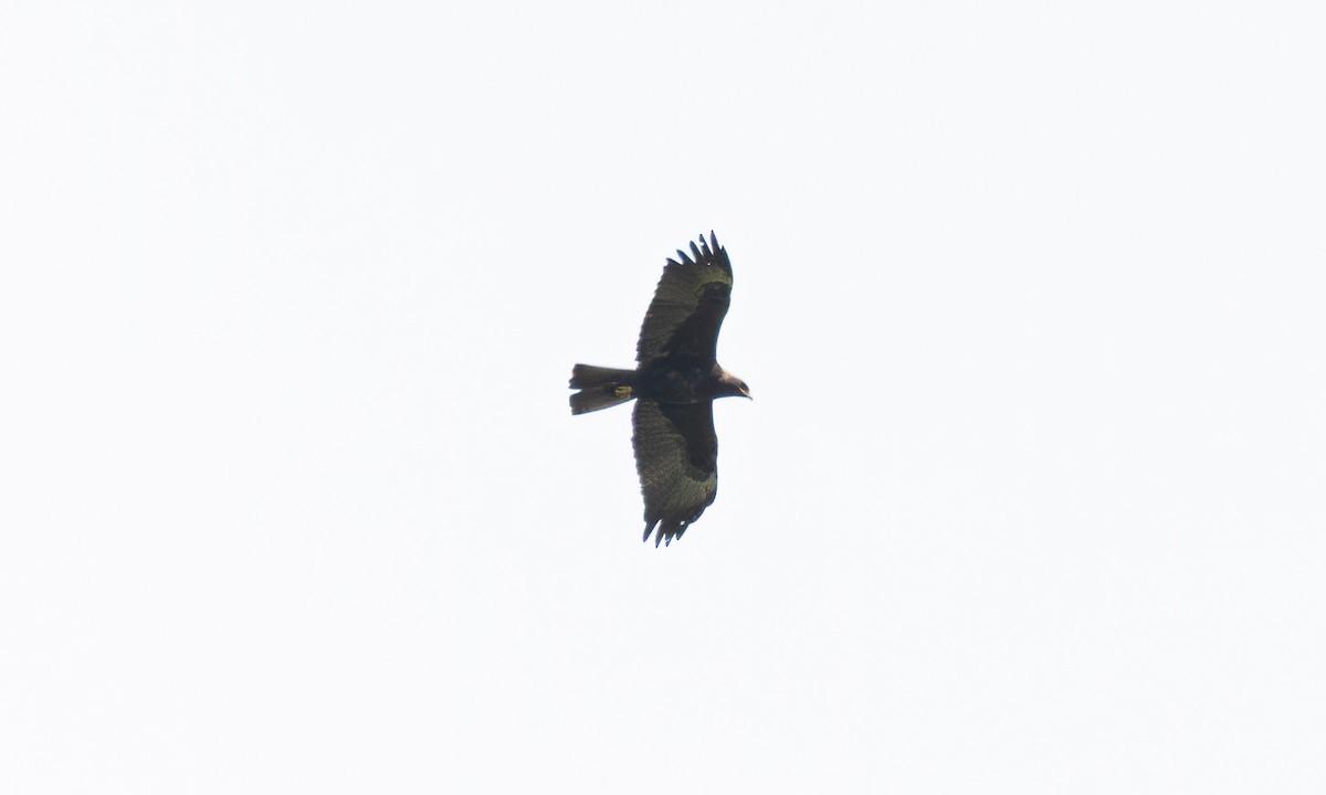 Wahlberg's Eagle - ML644125955