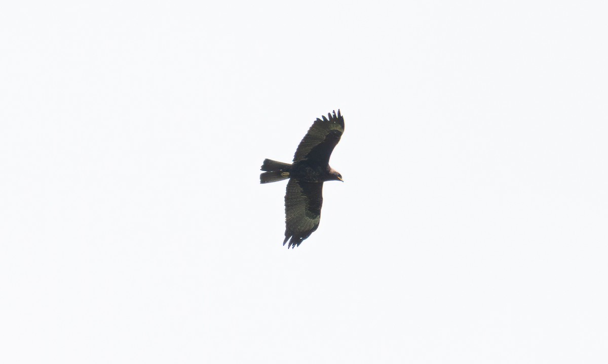 Wahlberg's Eagle - ML644125956