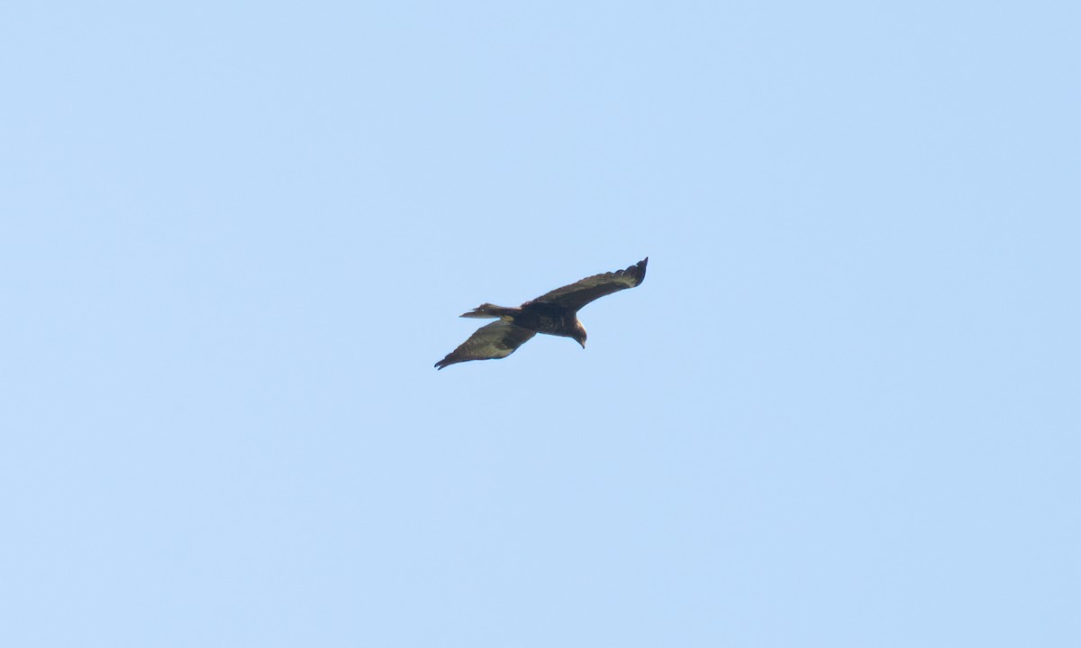 Wahlberg's Eagle - ML644125957