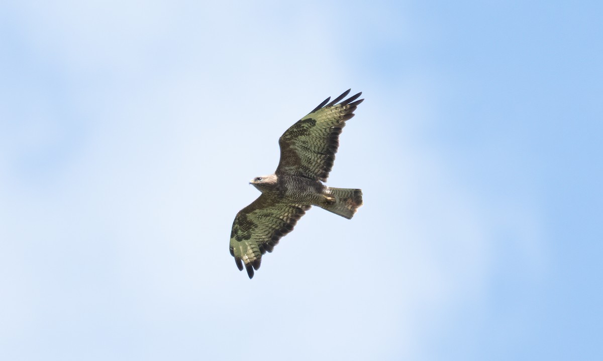 káně lesní (ssp. vulpinus/menetriesi) - ML644125973