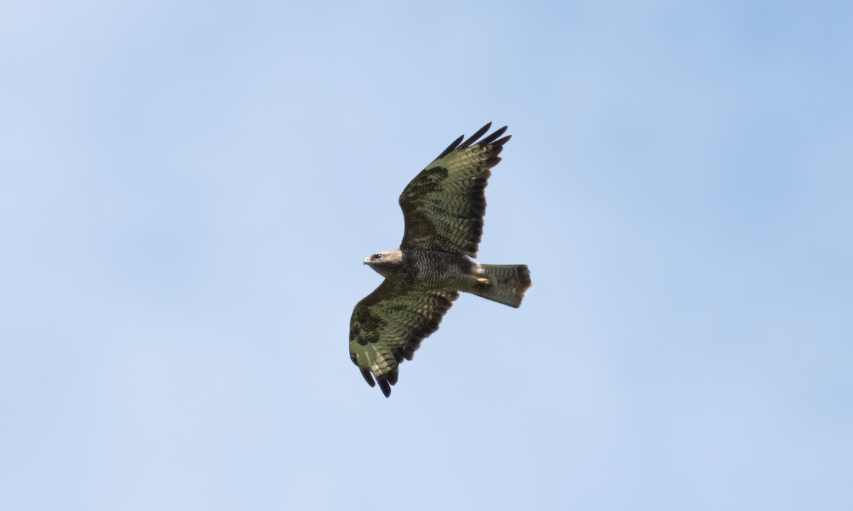 káně lesní (ssp. vulpinus/menetriesi) - ML644125974
