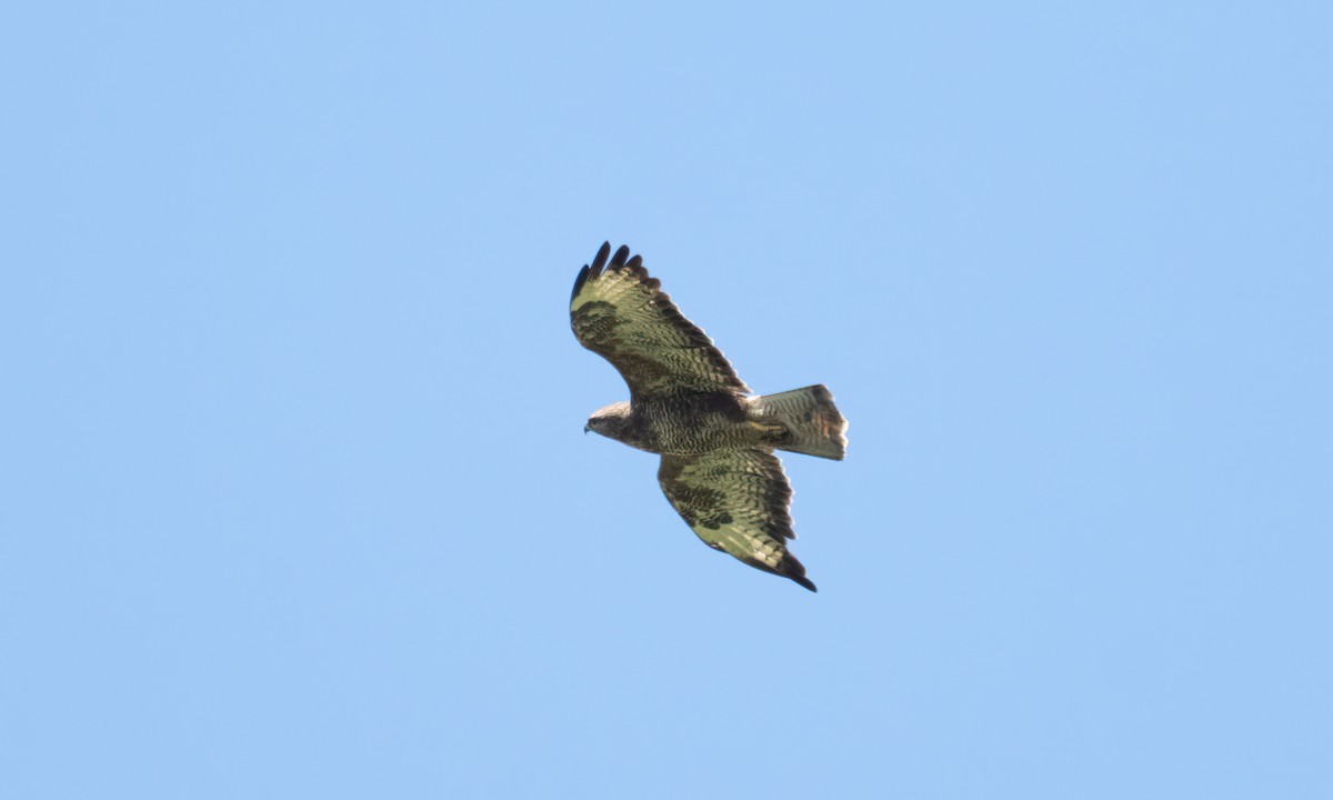 káně lesní (ssp. vulpinus/menetriesi) - ML644125975