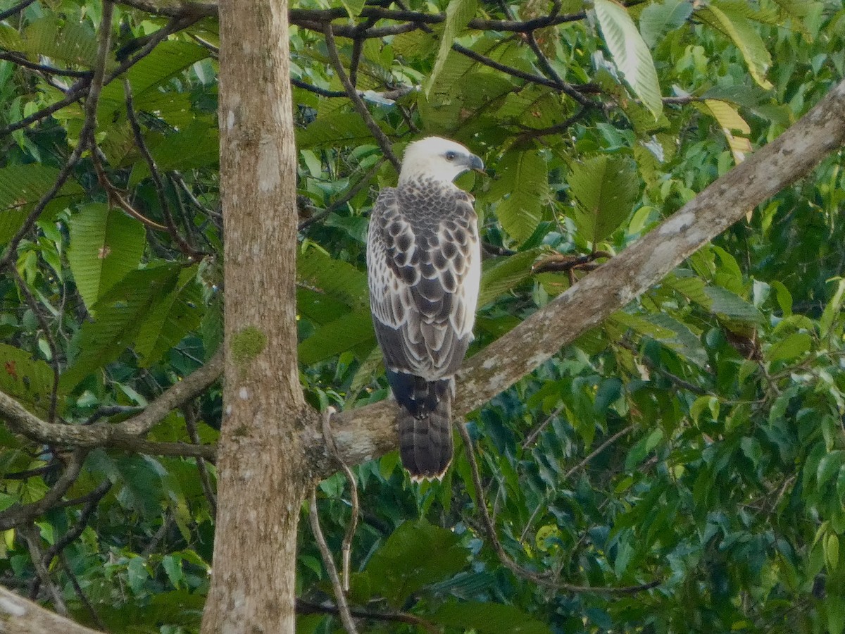 Changeable Hawk-Eagle (Changeable) - ML644125978