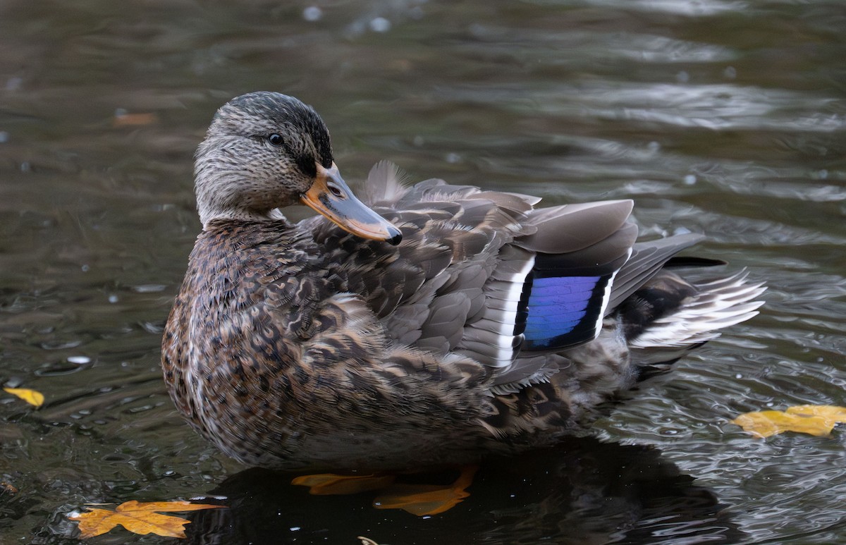 Mallard - ML644125979
