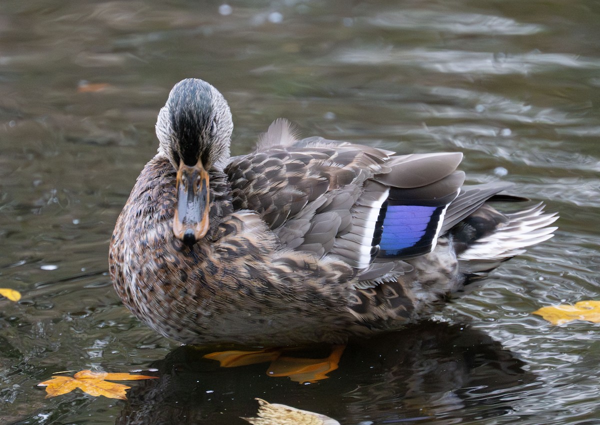 Mallard - ML644125980