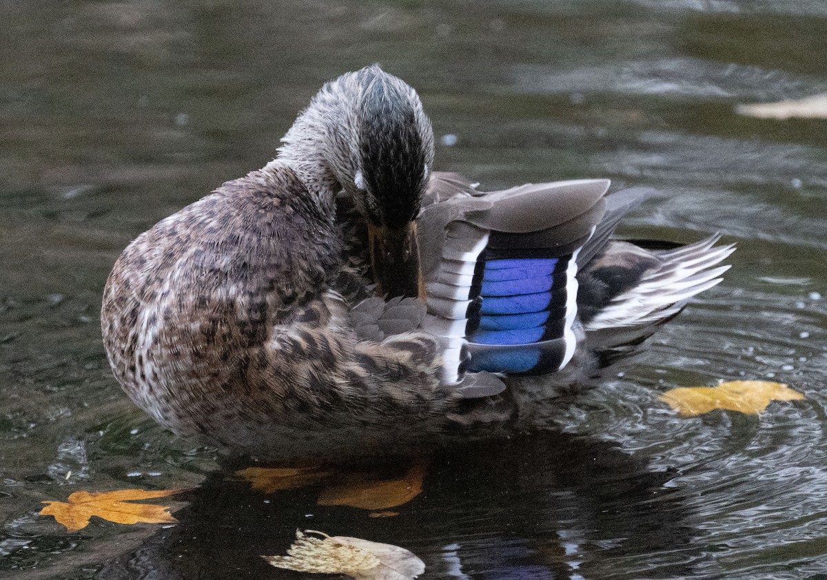 Mallard - ML644125981