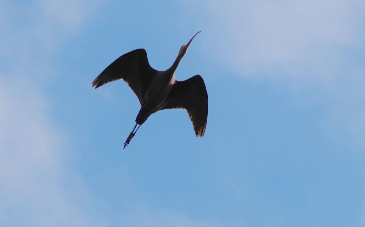 White-faced Ibis - ML644125985