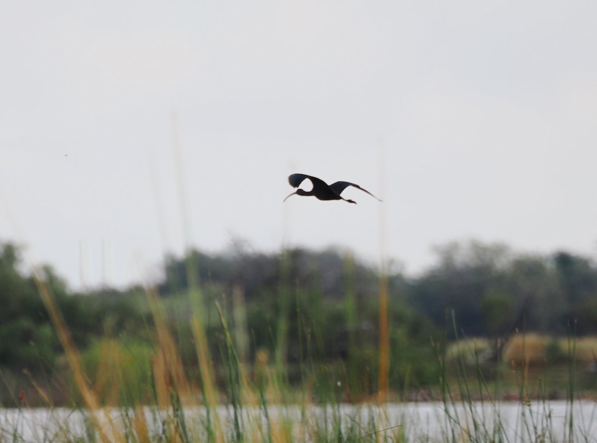 White-faced Ibis - ML644125986