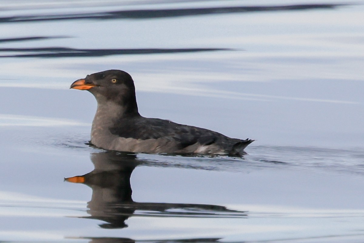 Macareux rhinocéros - ML644126006