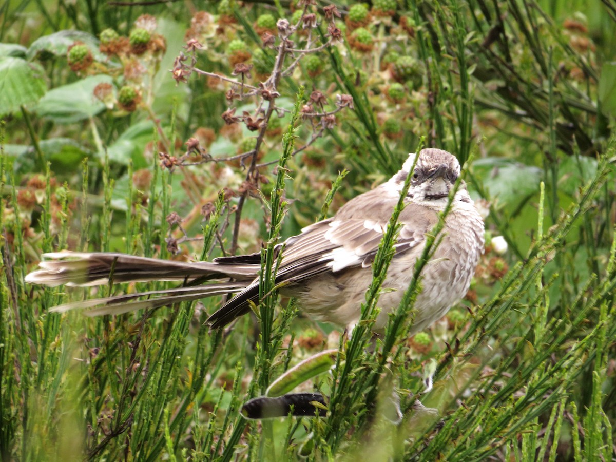 Long-tailed Mockingbird - ML64412601