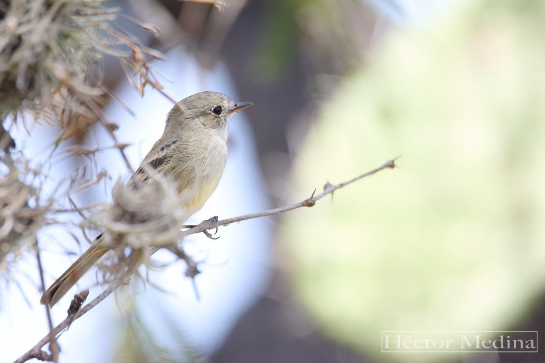 Moucherolle gris - ML644126027